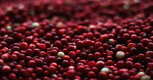 Photo Image_cranberries_1851161_pixabay