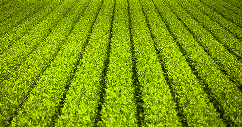 Green crop rows