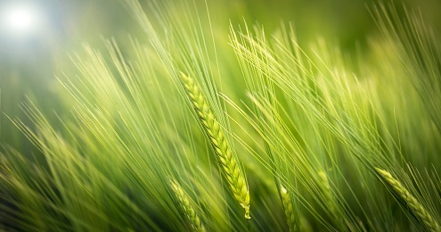 Green tall grass