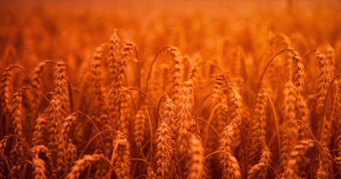orange grasses