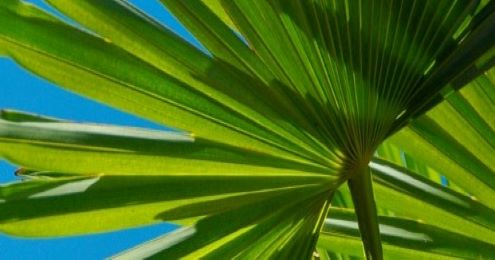 Close-up of a large, green palm leaf against a bright blue sky.