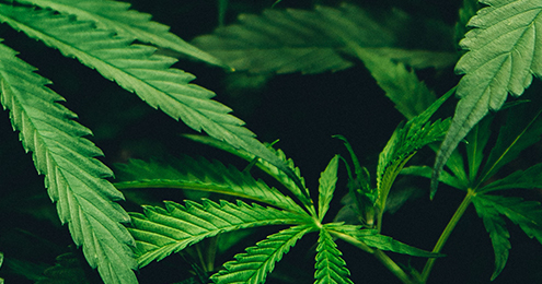 Photo of Cannabis Plant